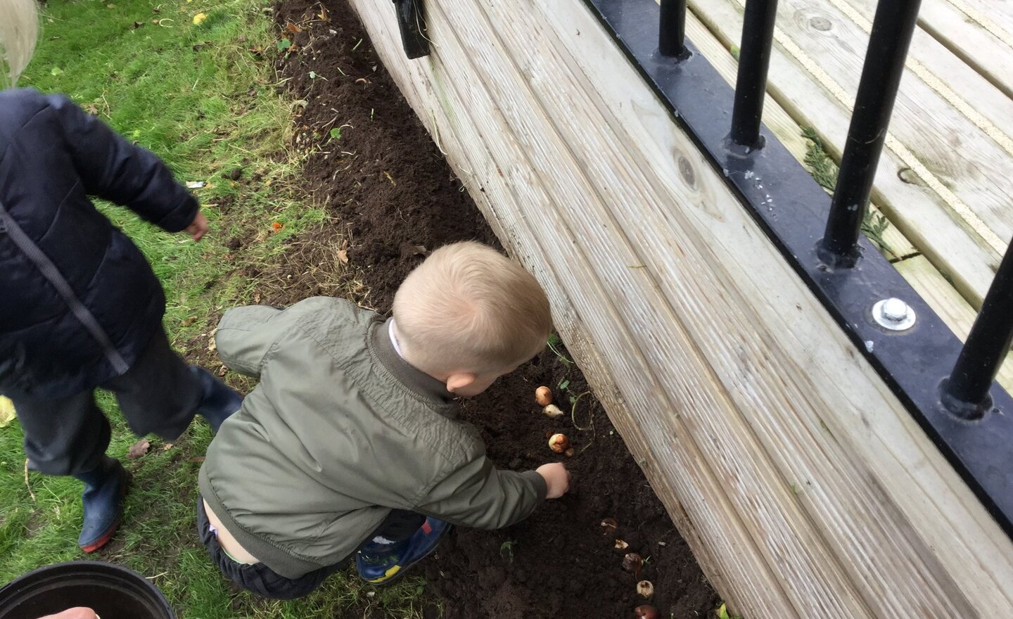 Image of bulb planting